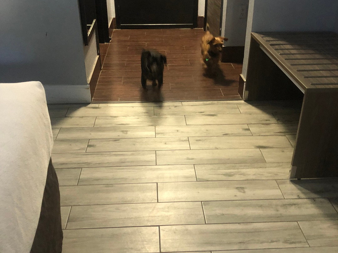 La Quinta Inn & Suites by Wyndham Sevierville / Kodak主图