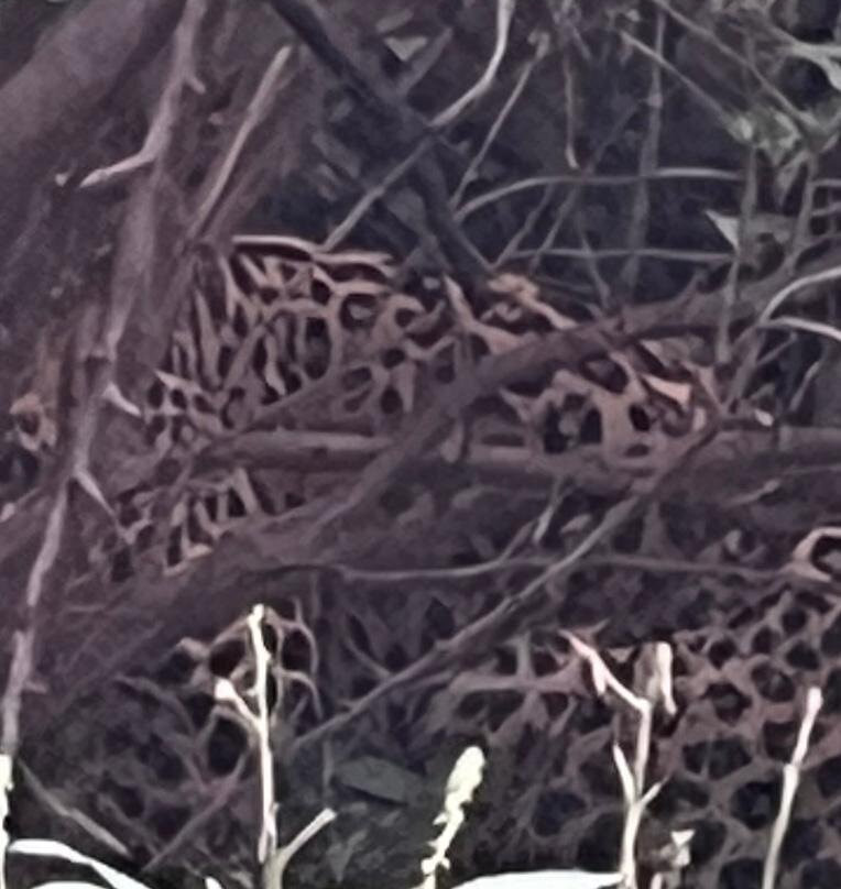 Amagarh Leopard Reserve-Kookas必去景点