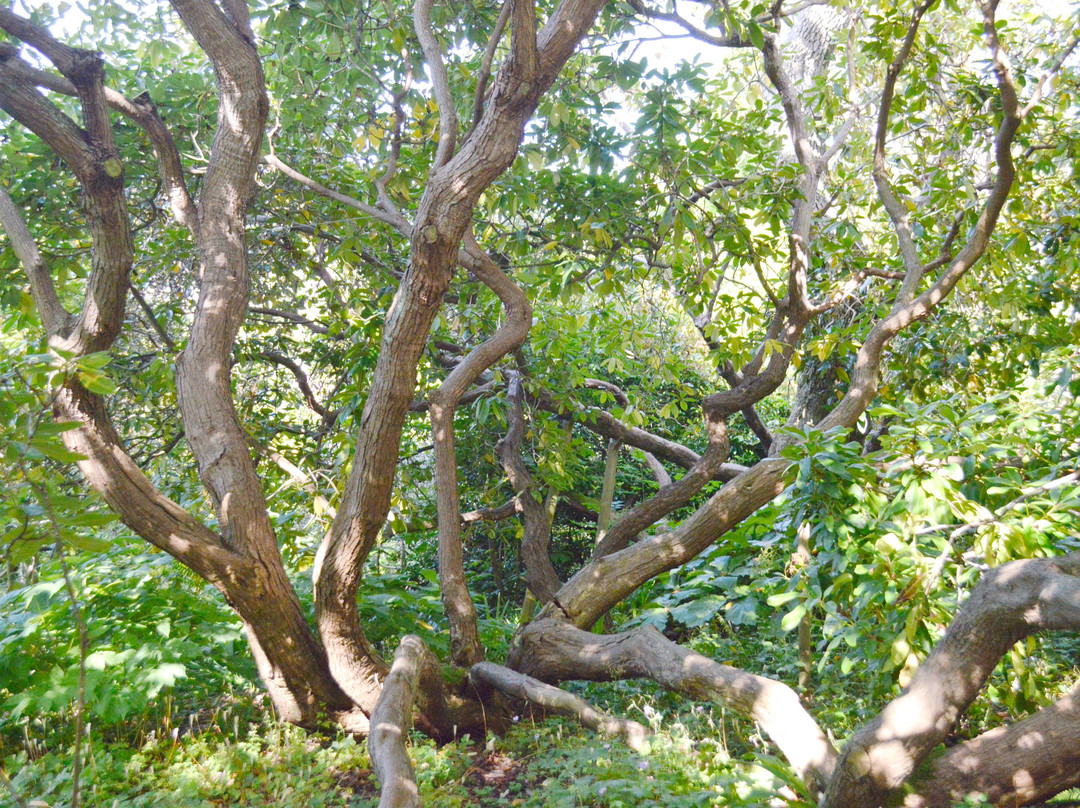 Abkhazi Garden景点图片