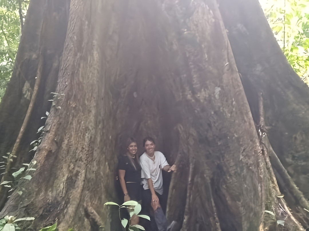 Ketambe Suherman Jungle-Ketambe必去景点