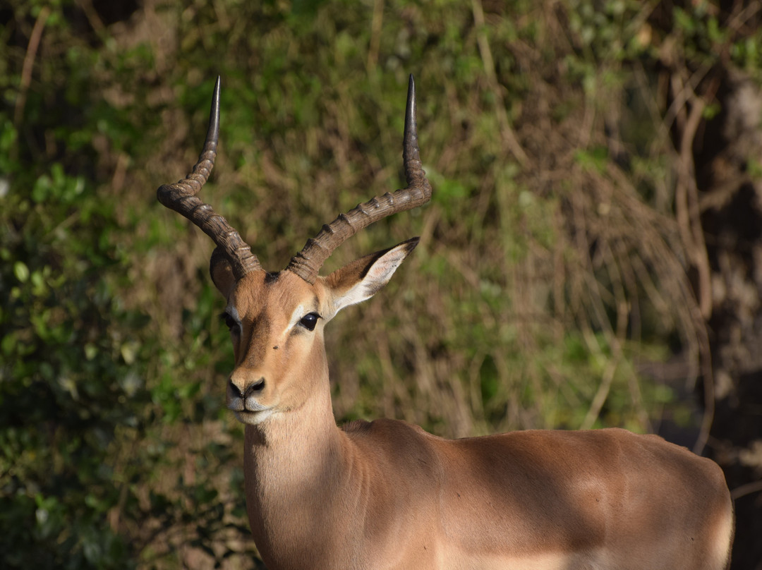 L'œil Sauvage - Wildlife Experience-霍德斯普鲁特必去景点
