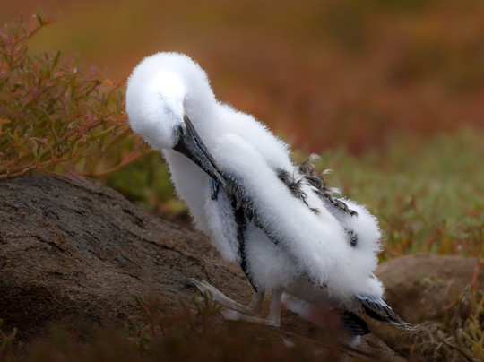 Galapagos Surf Discovery-Puerto Baquerizo Moreno必去景点