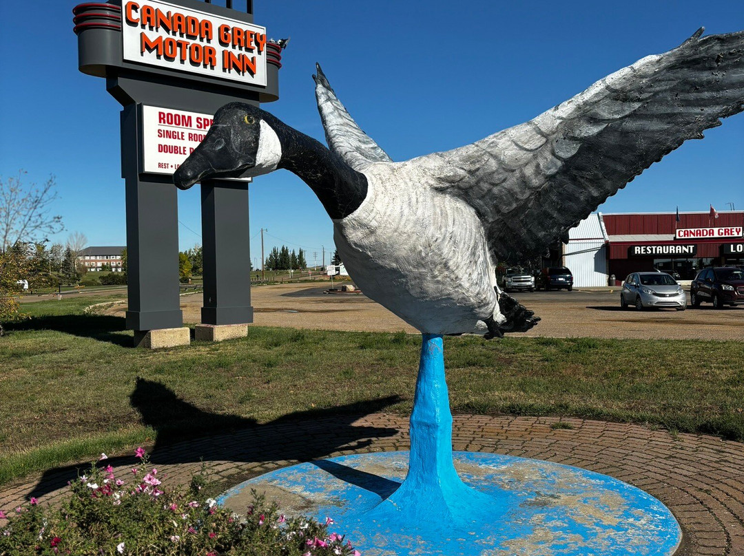 Largest Canadian Goose 1 Hanna景点图片