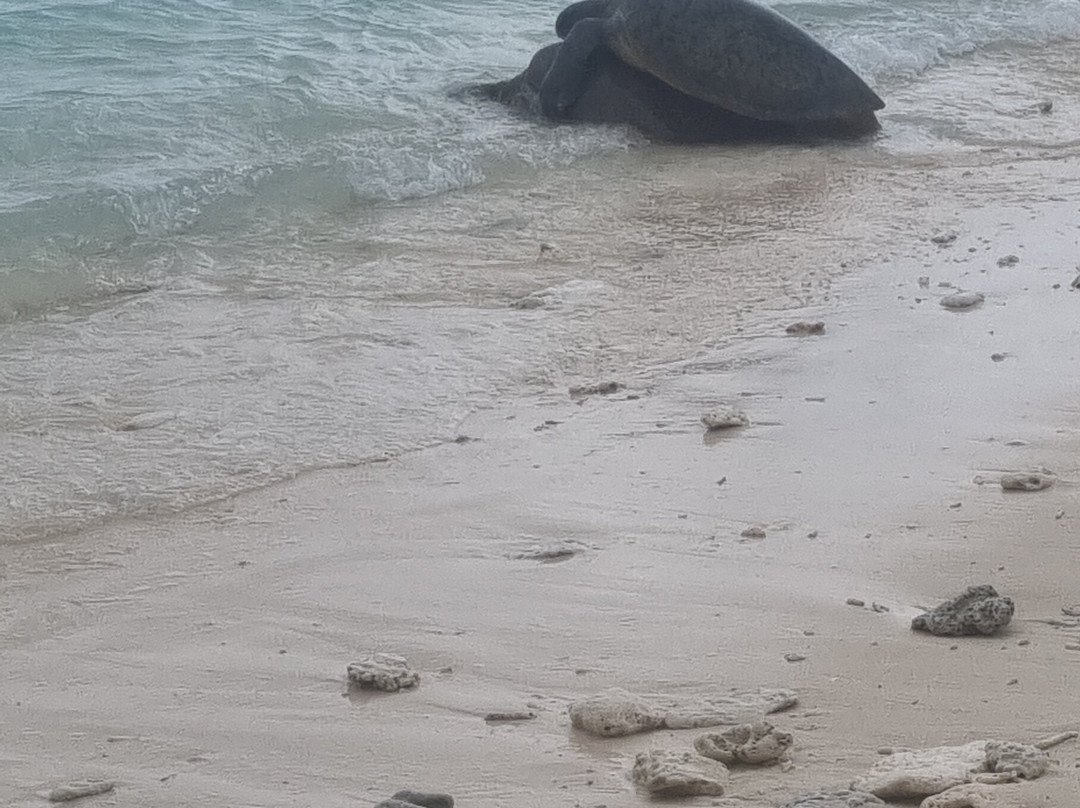 Lady Musgrave Experience - Reef Tours景点图片