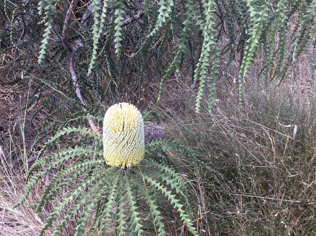 Australian Wildflower Tours景点图片