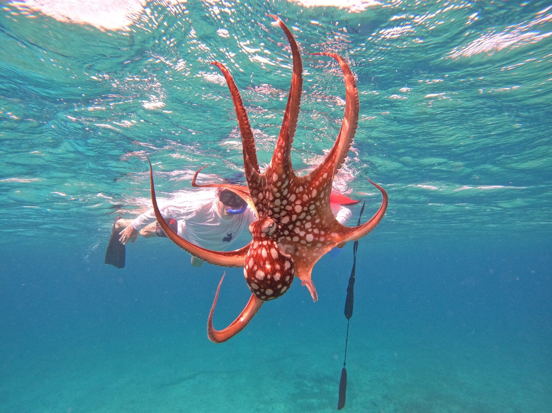 Coral Ocean Aruba-Malmok Beach必去景点