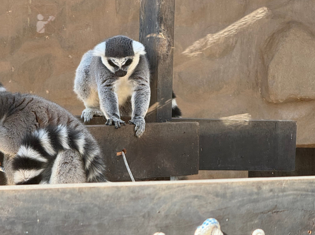 Monkey Park景点图片