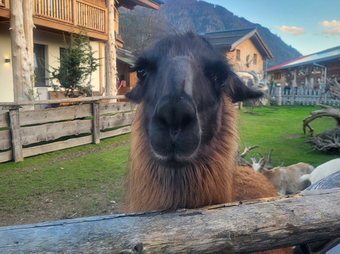 Hotel Pension Sieglhub主图