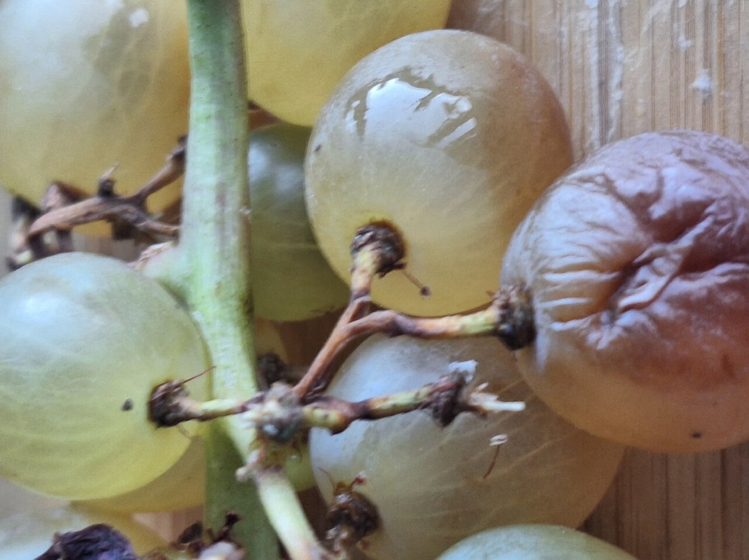 Eskibaglar-Sivrice必去景点