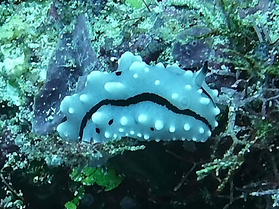 Dive Gizo景点图片