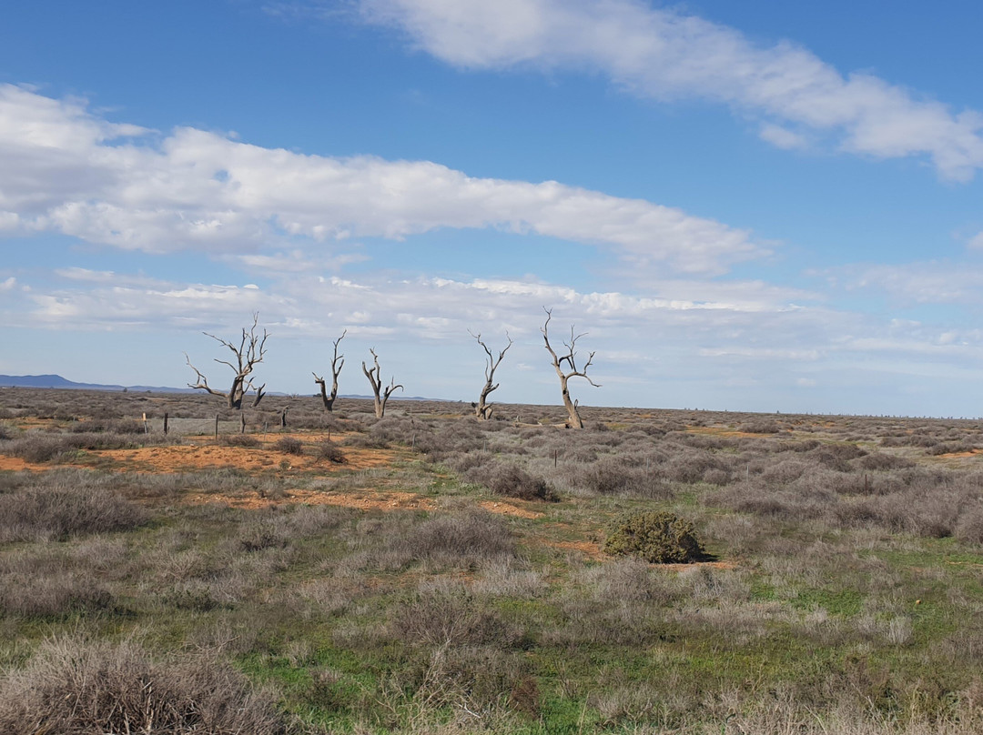 Willochra Historic Site景点图片