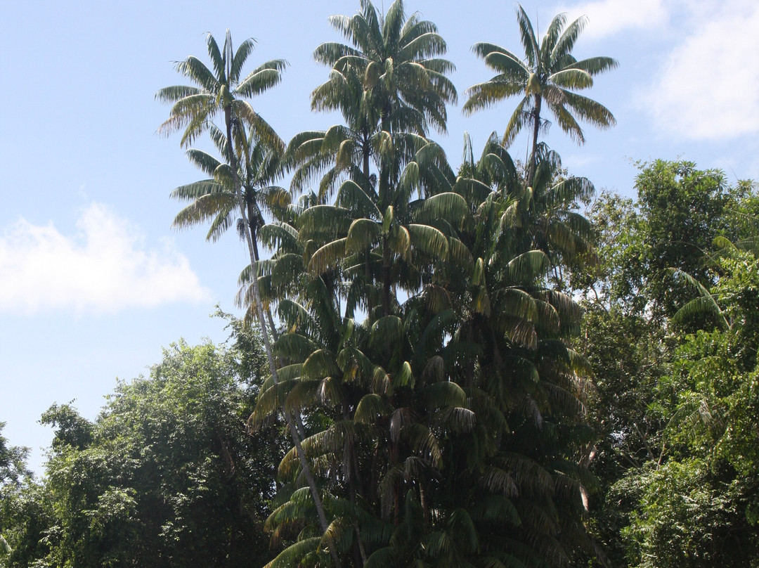 克里亚斯湿地-沙巴必去景点