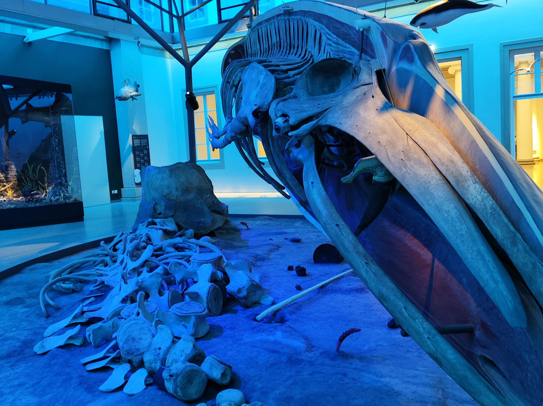 Naturkunde Museum Stuttgart-斯图加特必去景点
