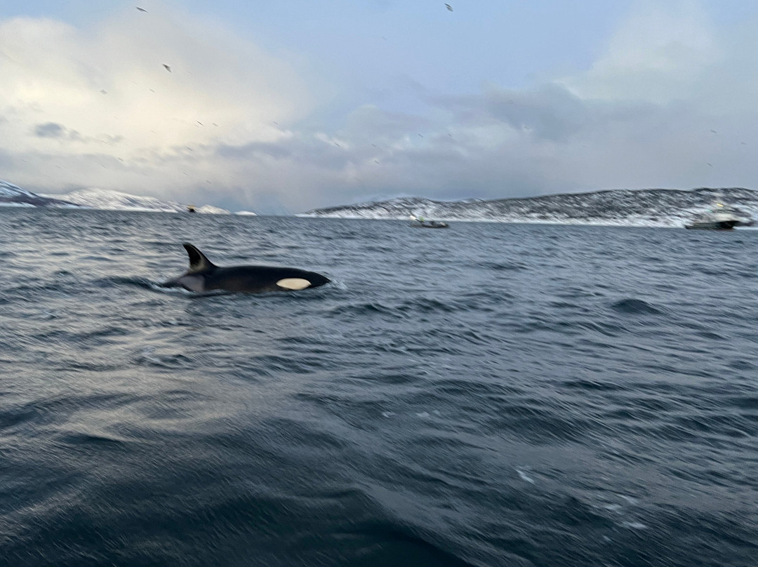 Majestic Whale Encounters景点图片
