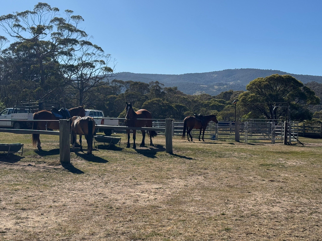 Thredbo Valley Horse Riding-Crackenback必去景点