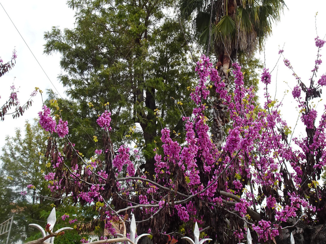 Jardim da Praca Publica景点图片