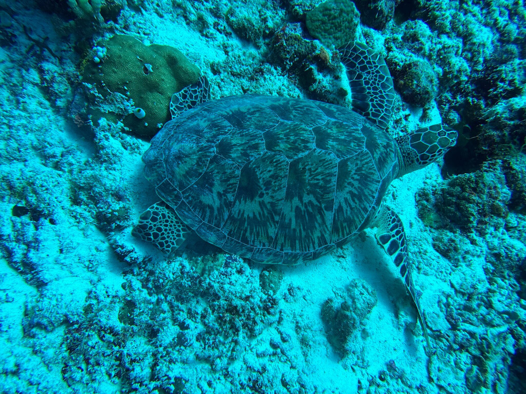 Reef Rangers Ukulhas景点图片