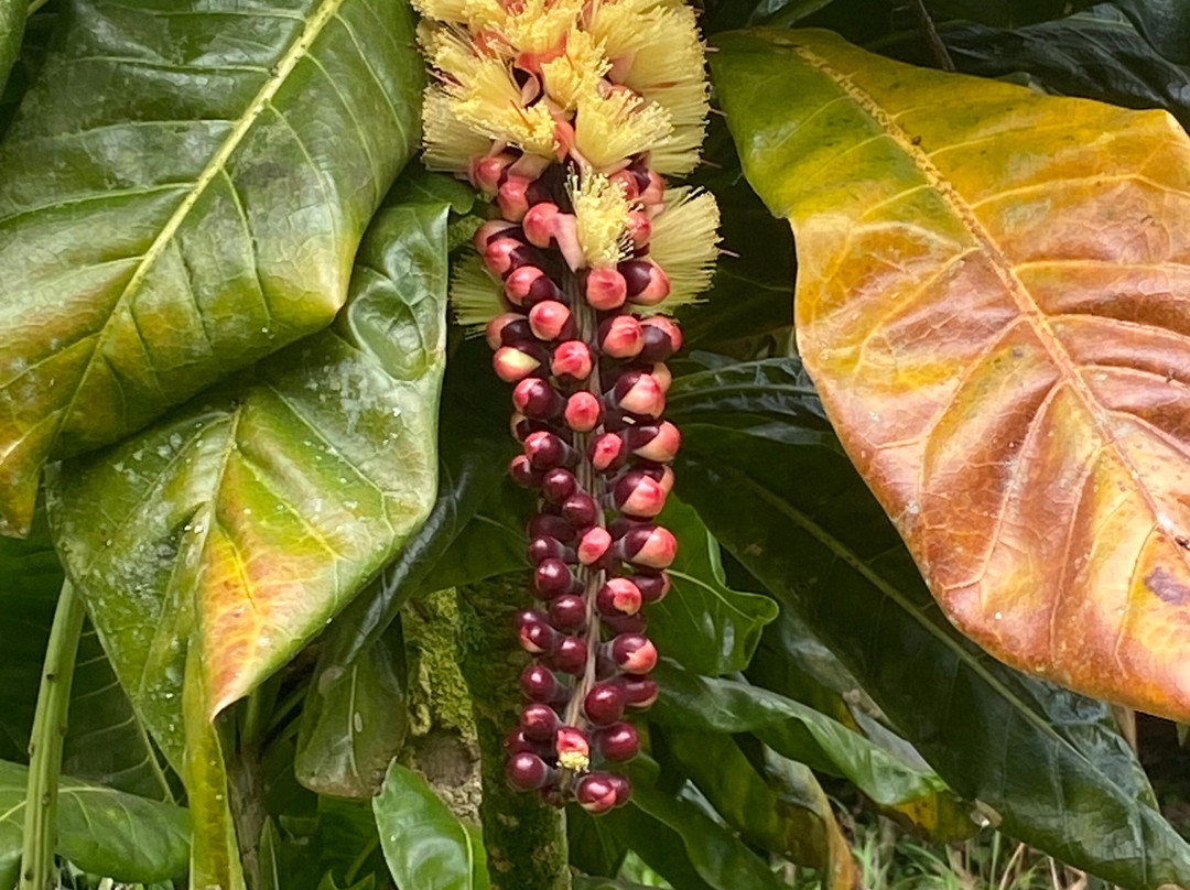 Hamakua Chocolate Farm景点图片