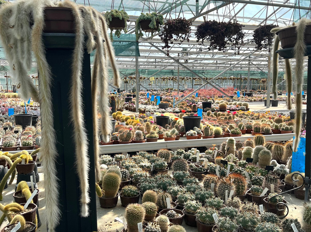 Cactusland景点图片