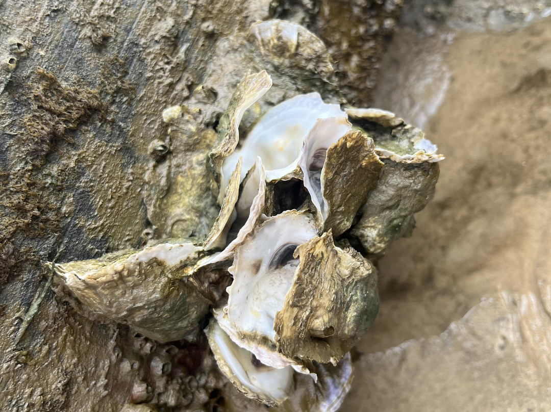 Waveland Beach-Jensen Beach必去景点