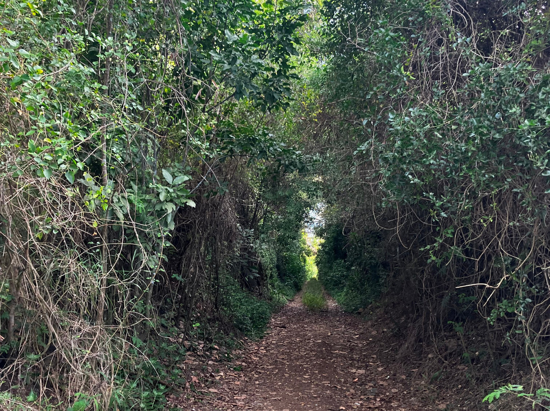 Túnel Guaniquilla-Cabo Rojo必去景点