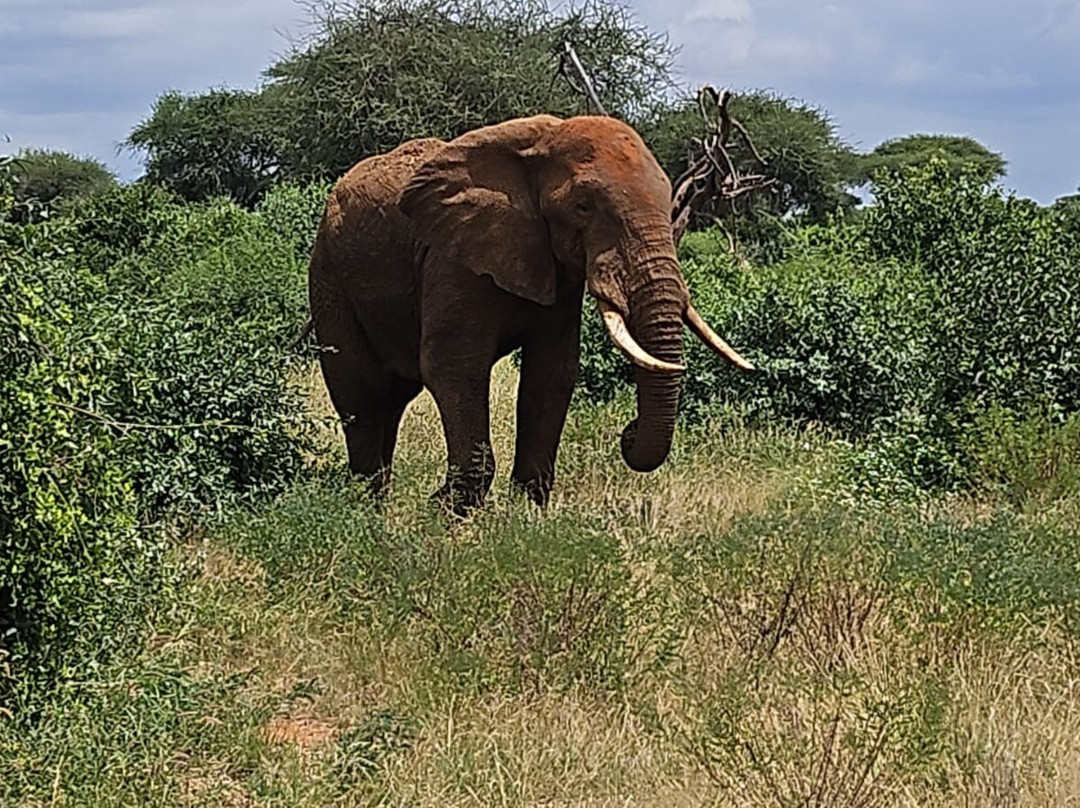 Elara luxury Safaris-蒙巴萨必去景点