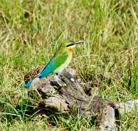 Bundala Roshan Safari-Weligatta必去景点