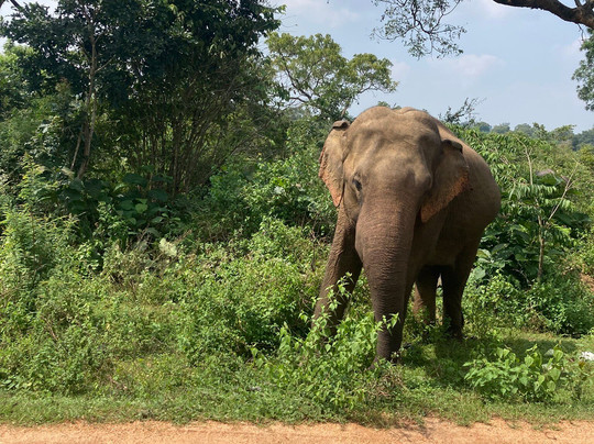 Asia Ceylon-卡卢特勒必去景点