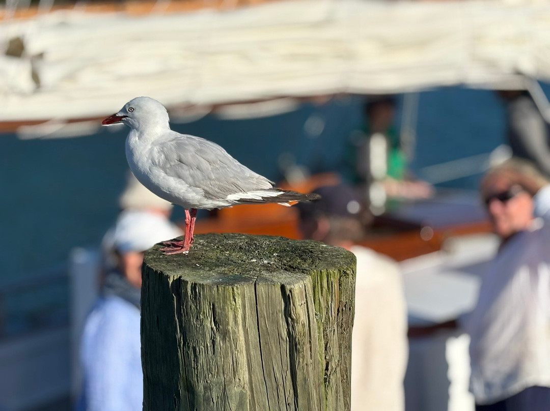 Windborne Charters-菲蒂昂格必去景点