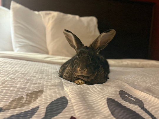 Red Roof Inn & Suites Albany, GA主图