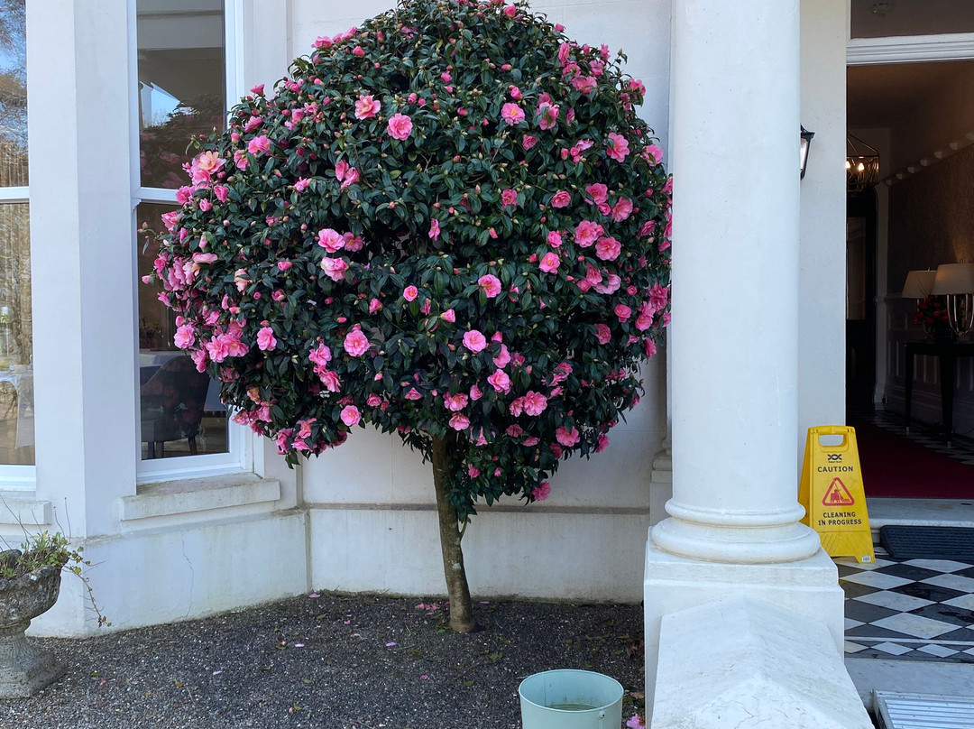 Mansion House Llansteffan主图