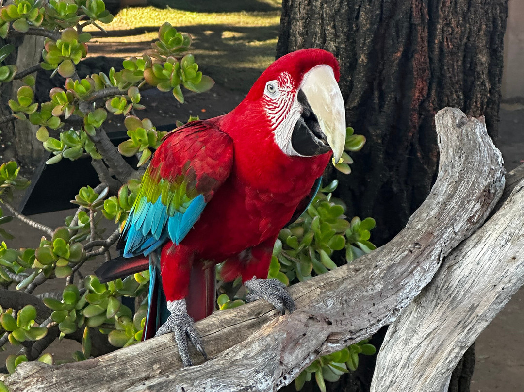 Free Flight-德尔马必去景点