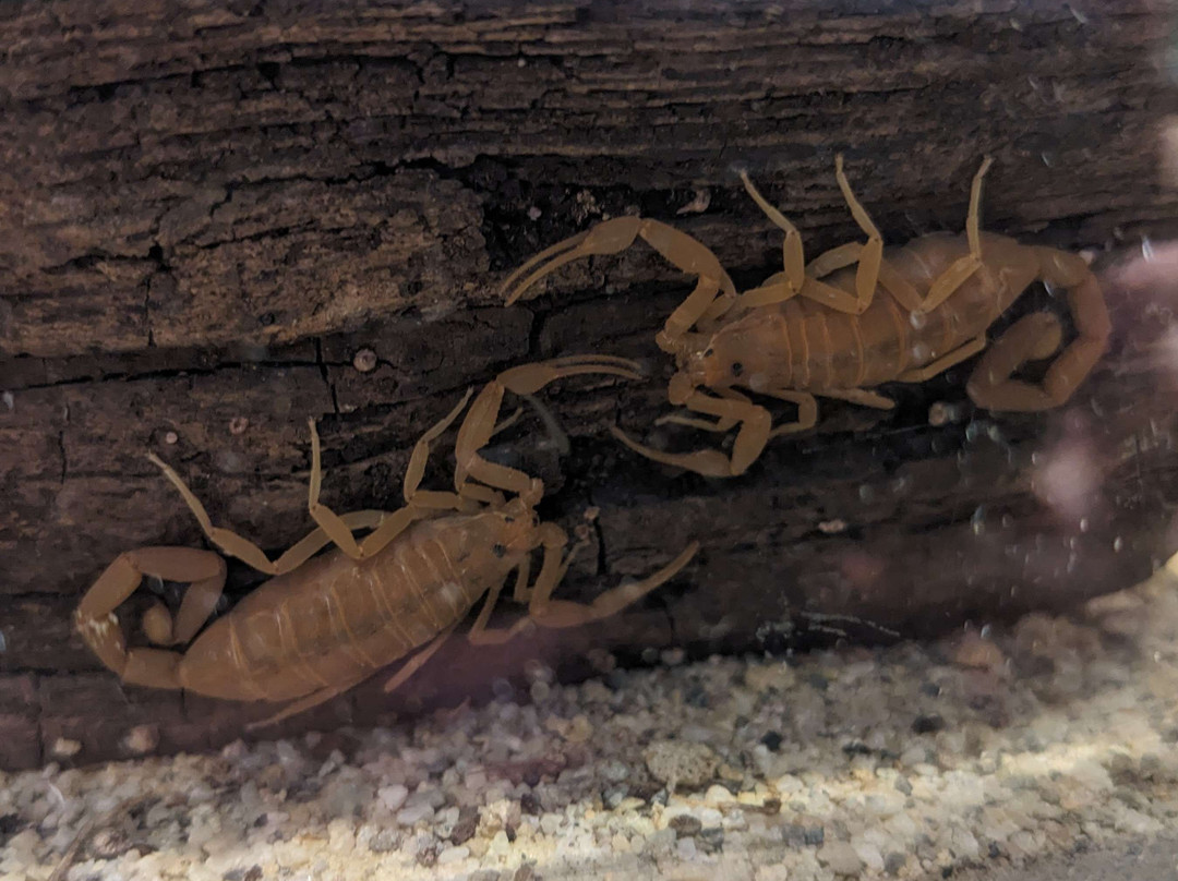 Butterfly Biosphere-李海必去景点