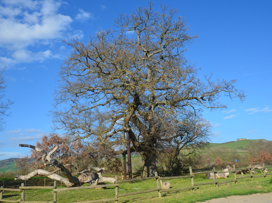 The Checche Oak Tree-皮恩扎必去景点