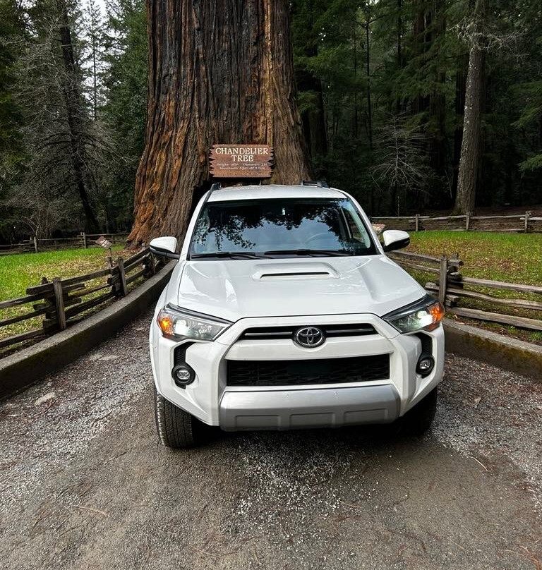 The Chandelier Tree In Drive-Thru Tree Park