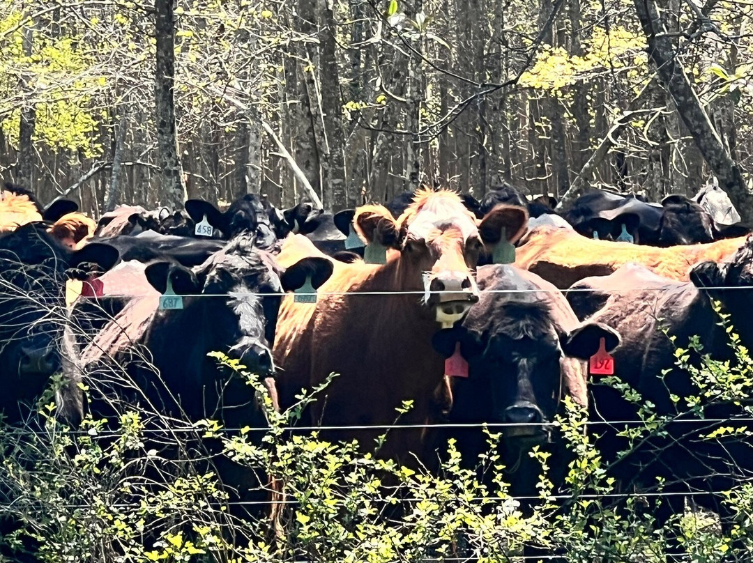 White Oak Pastures-Bluffton必去景点