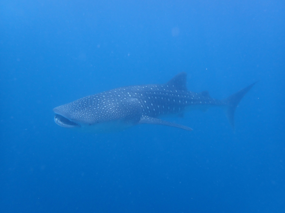 Euro-Divers LUX South Ari Atoll景点图片