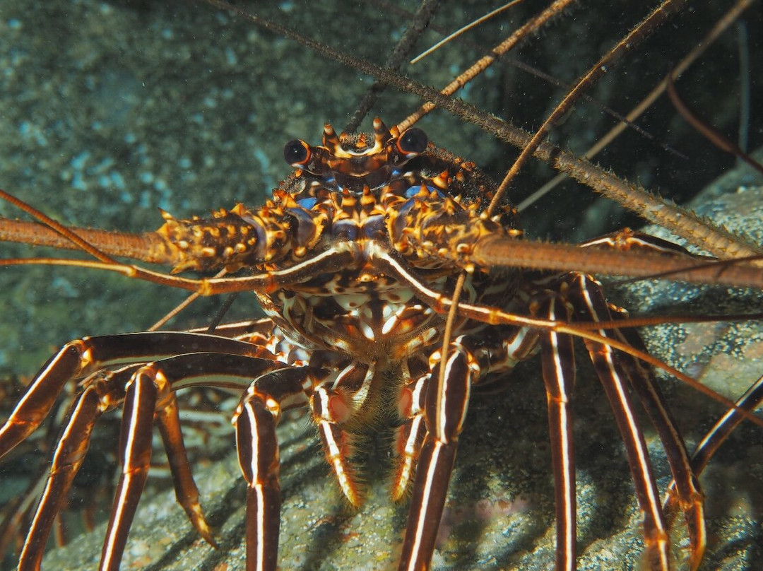 Sub-Tropic Adventures-Jamestown必去景点