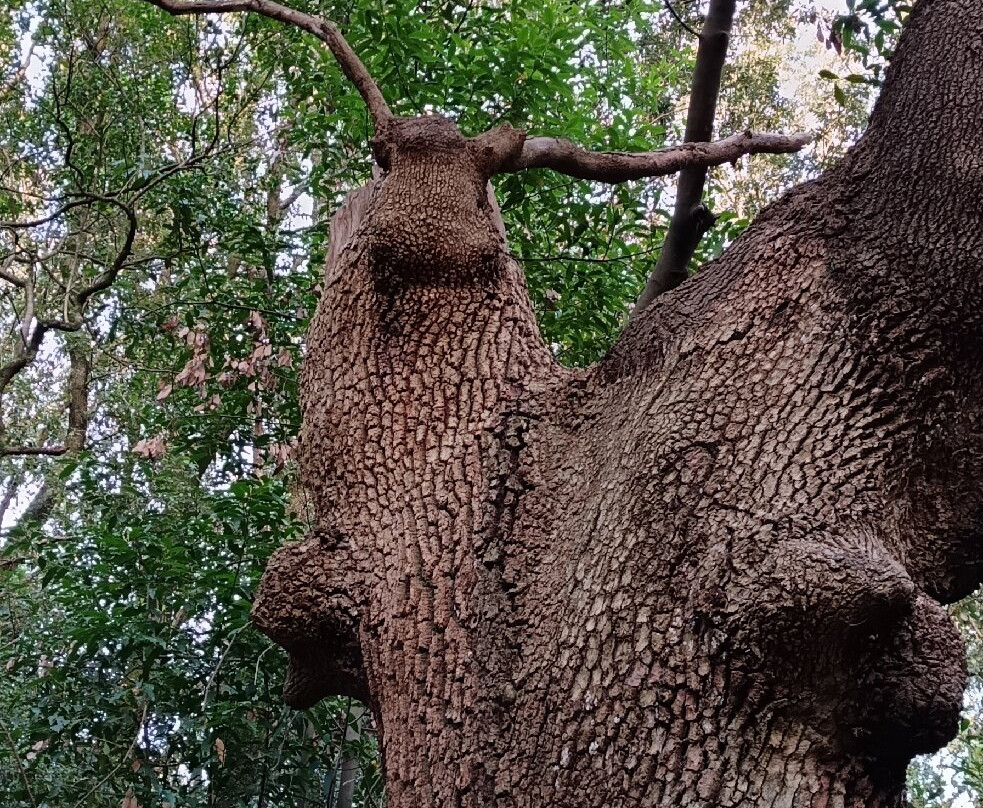 La Ghiandaia - Oasi WWF Bosco di San Silvestro景点图片