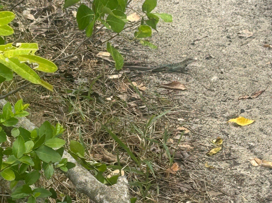 Green Island景点图片