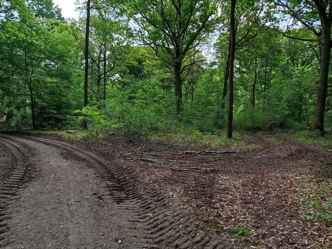 Forêt de Sénart景点图片