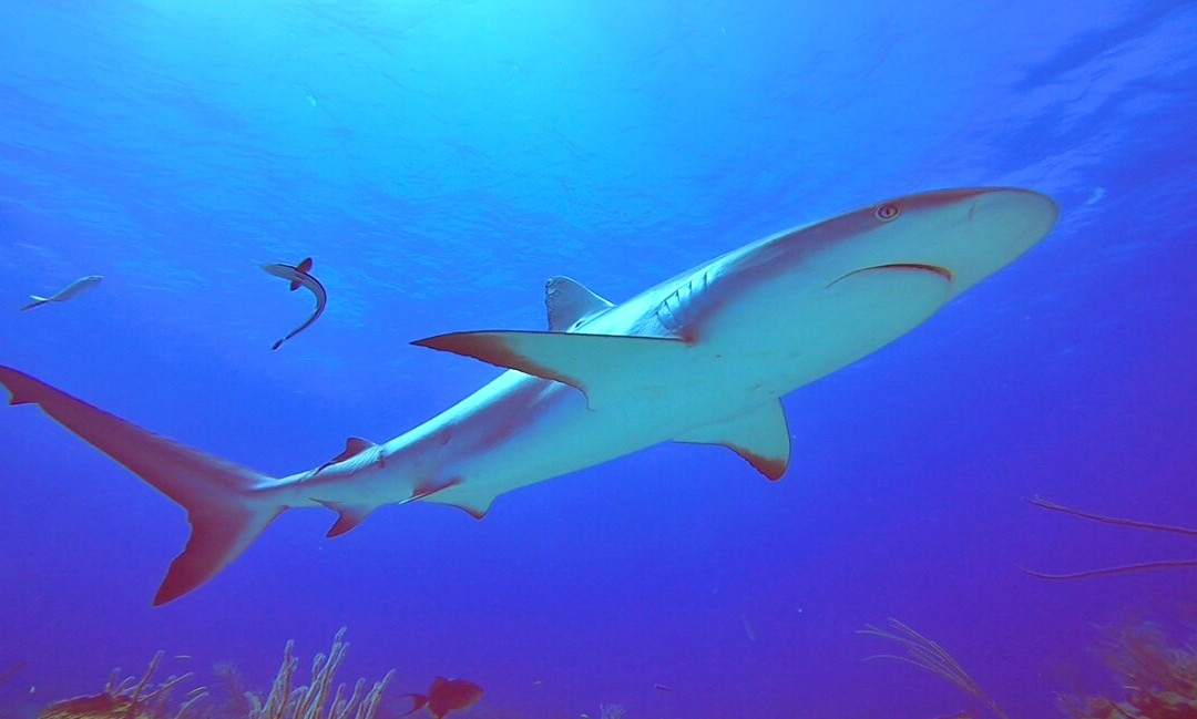 Ocean Fox Cotton Bay-伊柳塞拉必去景点