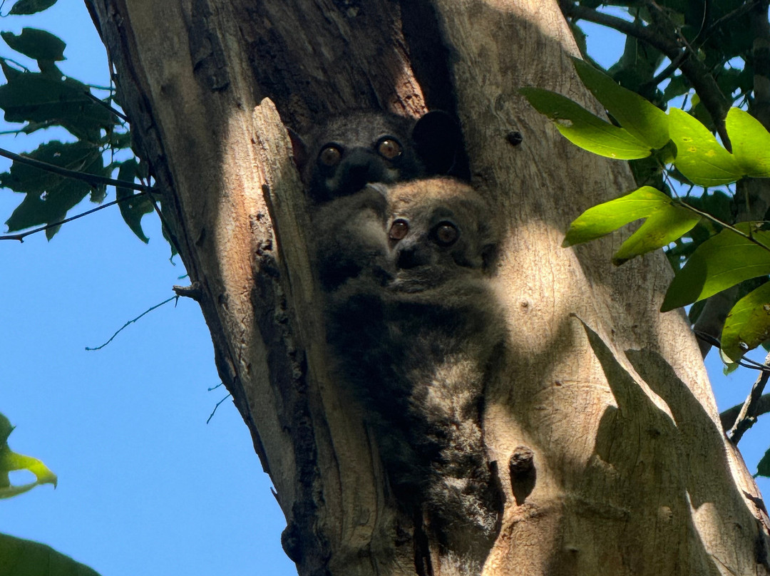 Madagascar Natural Tours-安塔那那利佛必去景点