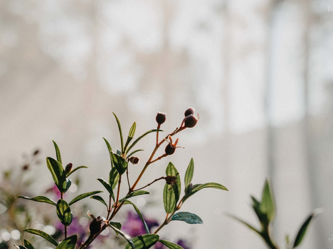 Cau Dat Tea Hill-大勒必去景点