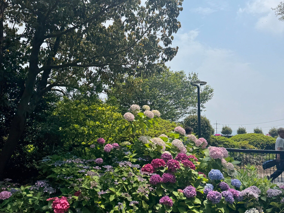 Camellia Hill-西归浦市必去景点