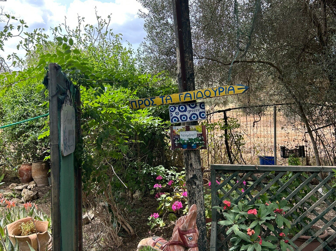 Agia Marina Donkey Rescue Sanctuary景点图片