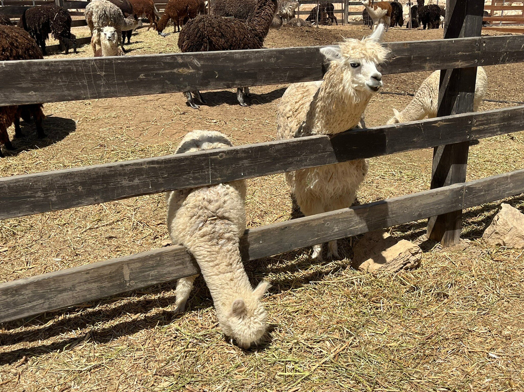 The Alpaca Farm-米茨佩拉蒙必去景点