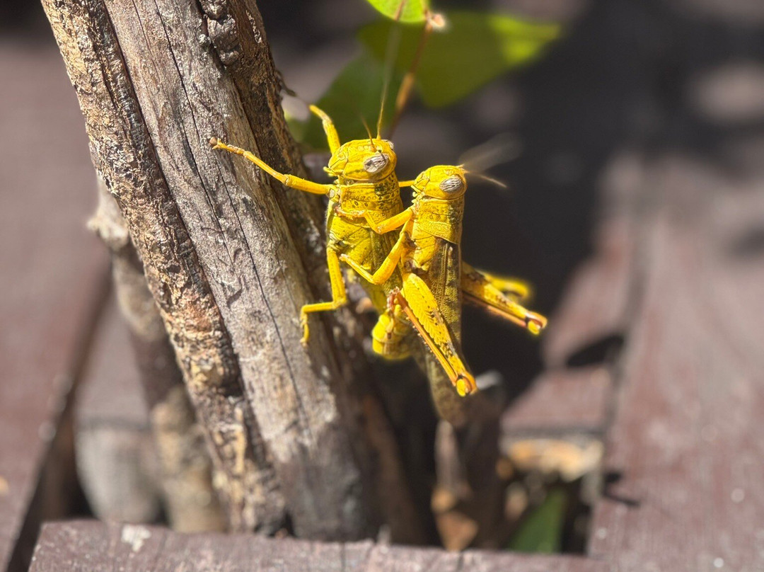 Nyande Raja Ampat主图