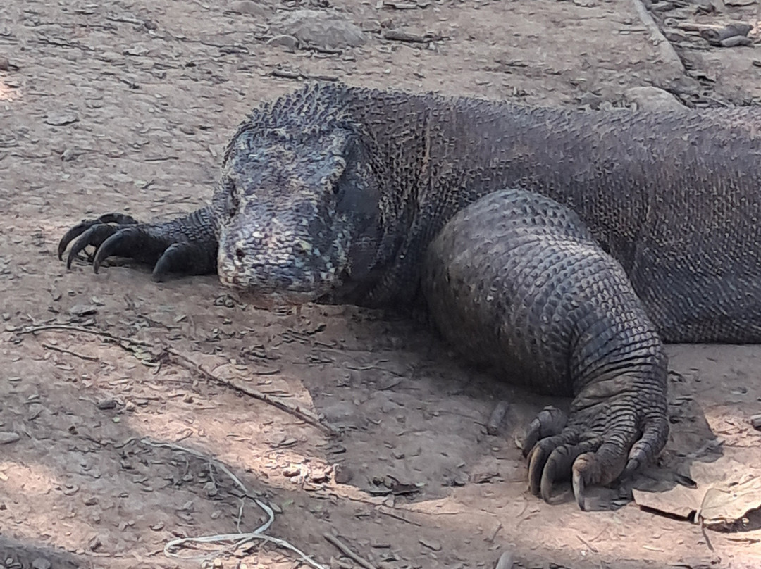 Top Komodo Tours-Labuan Bajo必去景点