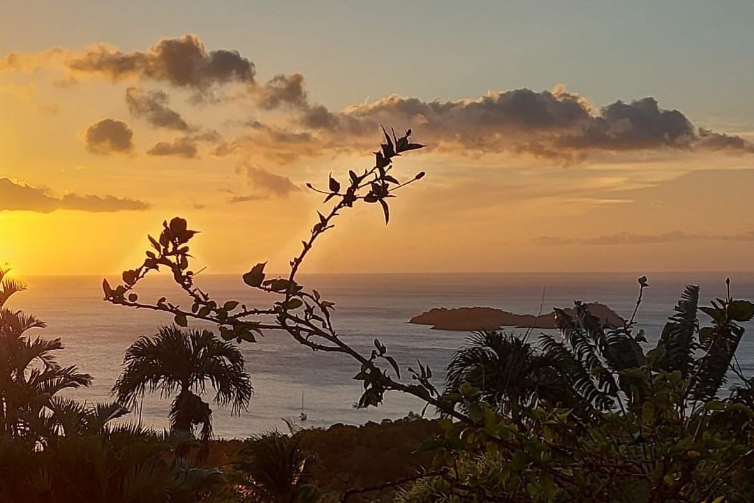 Le Jardin Tropical主图